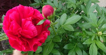 ウルシ後ポートレートよりも花 シャクヤクです