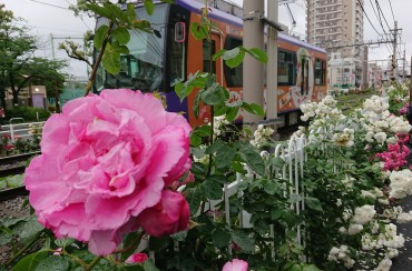 あわてて撮影しました 都電にそってバラの花はとぎれません  都電車輛の上の方に空間がほしいですね あと電柱が不要です