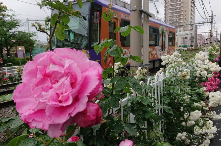 あわてて撮影しました 都電にそってバラの花はとぎれません 都電車輛の上の方に空間がほしいですね あと電柱が不要です