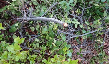 ツツジの木の間のシャリンバイを伐採しました かなり根もと近くからです 紫色の実がなり小鳥の排泄部も紫でお墓を汚していました