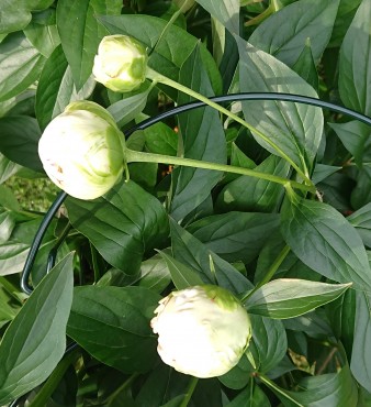 シャクヤク 一つの枝から三つのツボミがでています 一つの枝から一つだけ咲いた花よりも開花が遅れツボミがかなり小さいです。