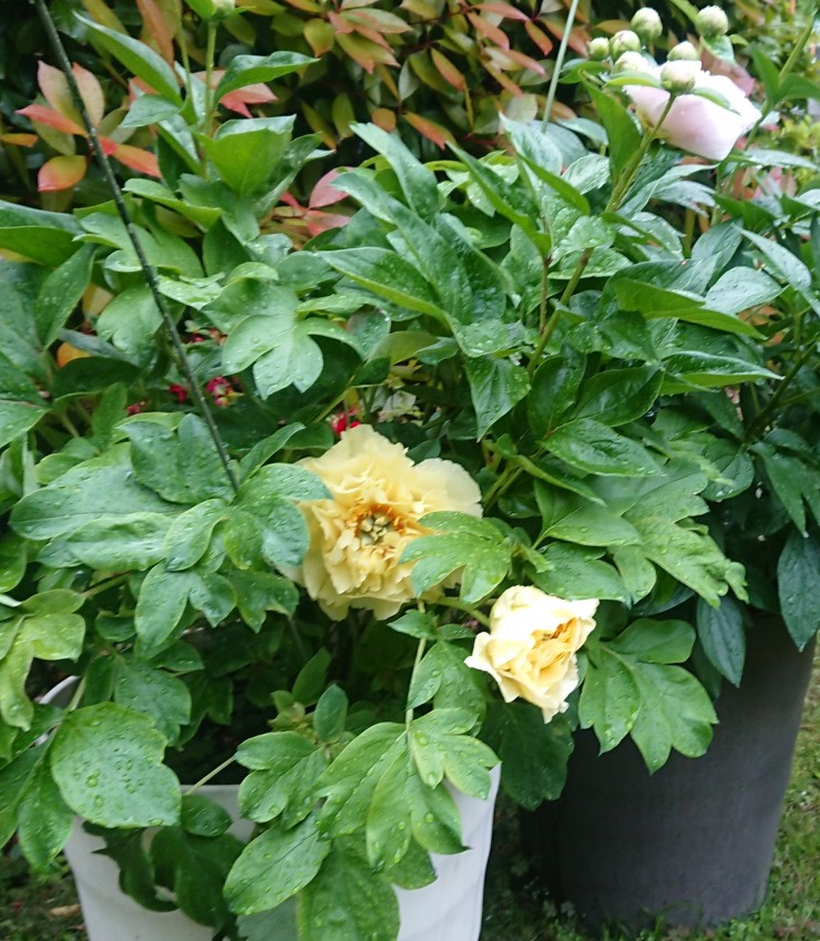 やはりボタン https://fukushoji-horifune.net/blog/archives/28250 葉がギザギザしているし最初からボタンとわかっていた(と無慈悲=笑な意見アリ)