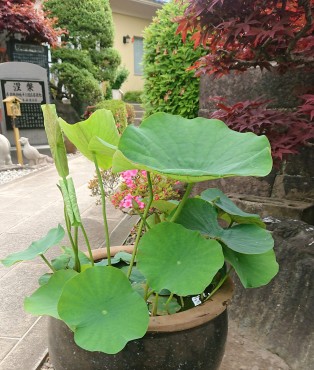 ハスの12鉢が到着しています このあとお盆前までに7鉢が追加されます すでに小さなツボミが見えます
