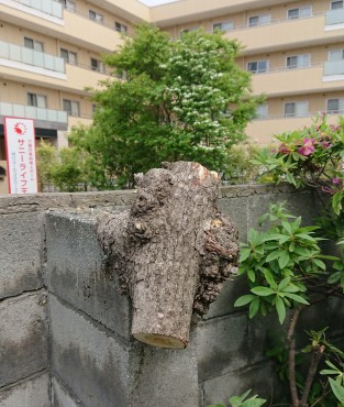 塀の控え壁を押していました すっかりブロックと仲良くしています
