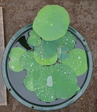 プラスチックの鉢