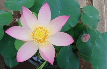 昨日と同じハスの花です 明日か明後日には散ります