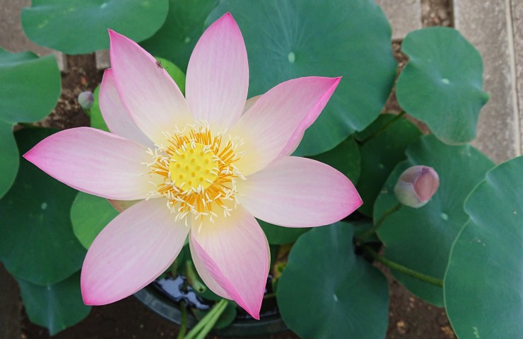 昨日と同じハスの花です 明日か明後日には散ります