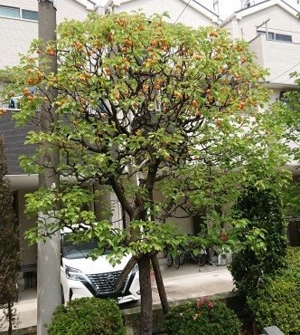 駐車場のアンズの木です 髙い所に実が残っています