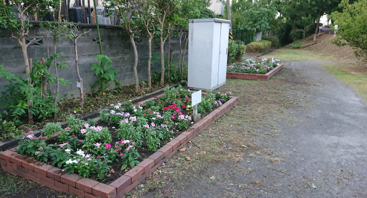 花壇は二つあります 背景は福性寺の塀です 周囲は北区が清掃したようです