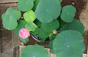 ご本尊様の前に至る中央参道脇です 今年2番目のハスの開花です ツボミが四つみえます