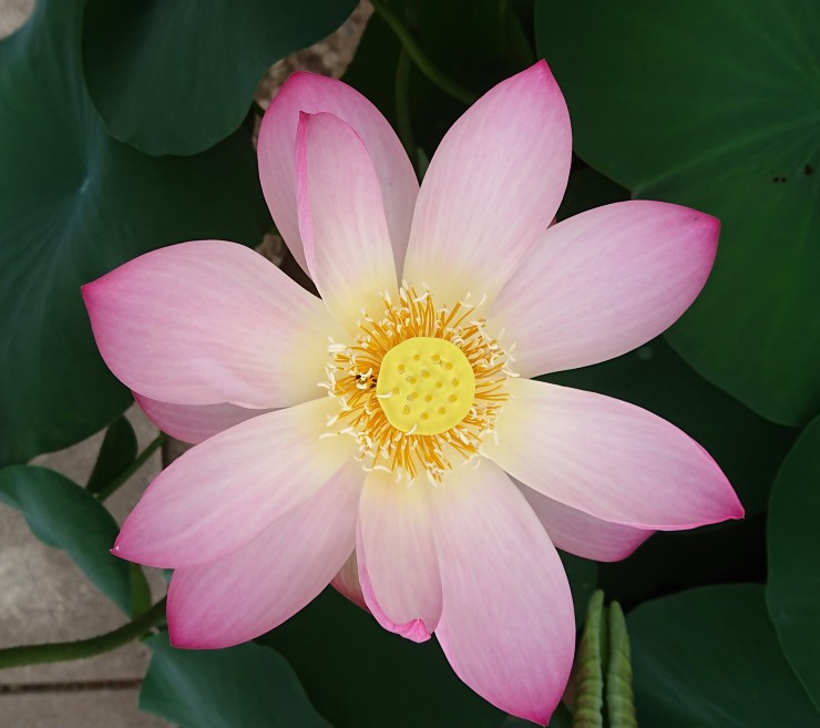 ハスの花の中には虫がいることが普通です