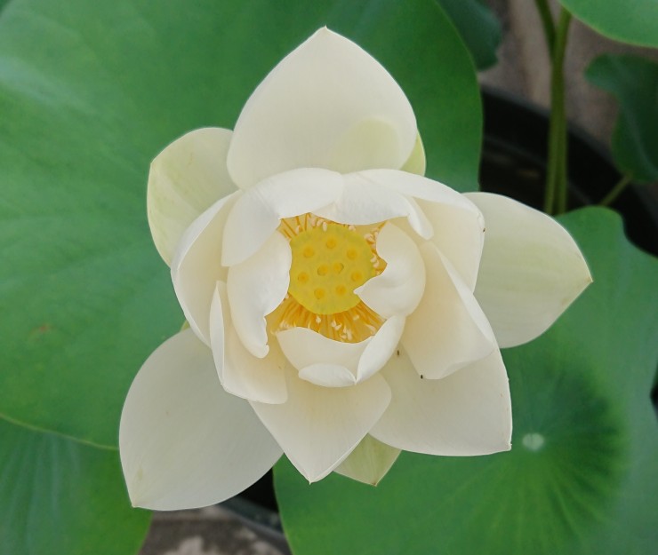 今朝の白いハスの花です 花の大きさは小さいのですがなかなか人気があります 写真を撮る皆様が多いです