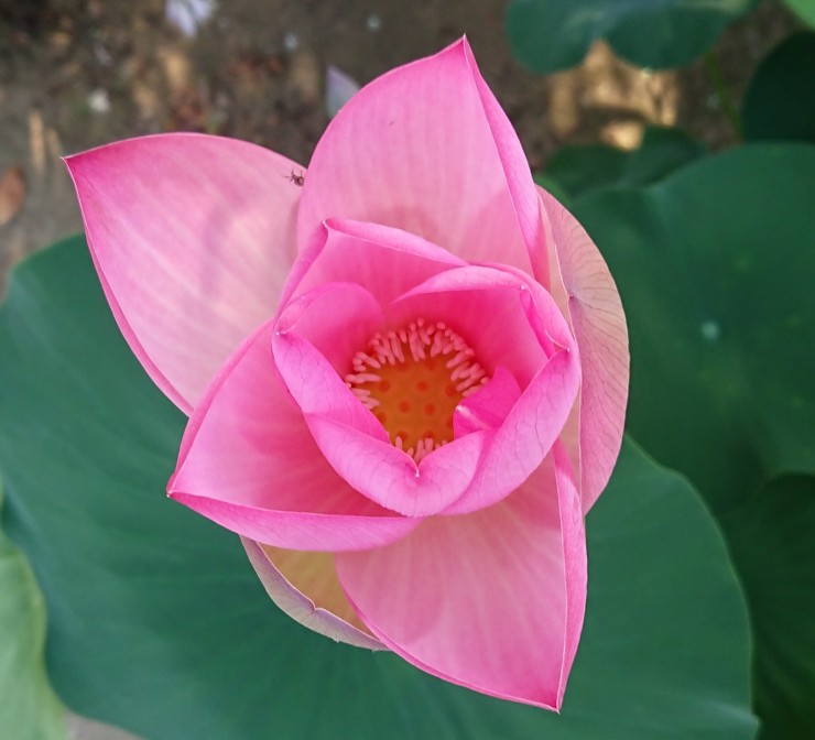 今日咲き始めました