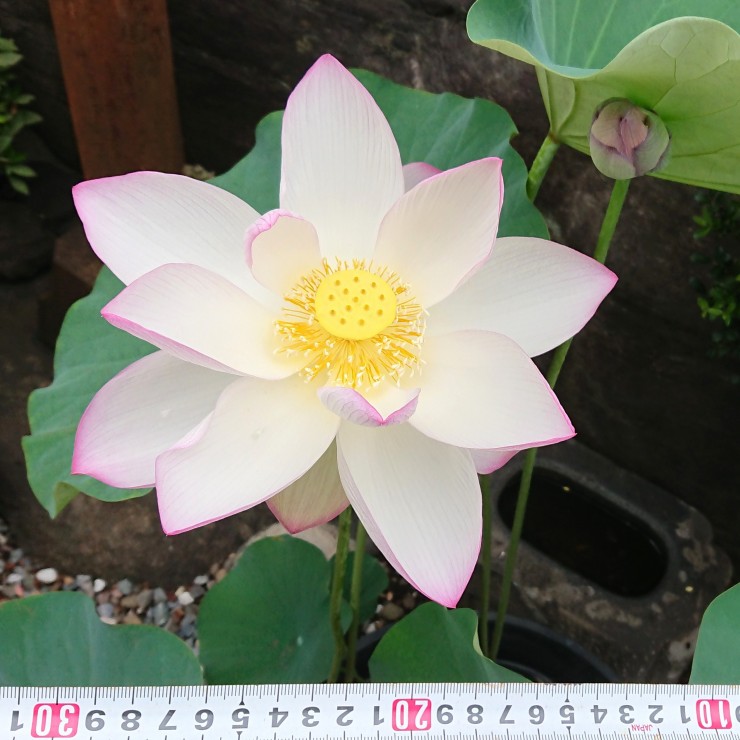 大きなハスの花 理科系人間のせいかどうしてもメジャーを入れたくなります