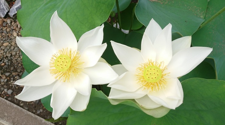 中央参道右の白いハスの花 こちらは昆虫が見えません