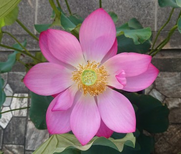 今朝のハス 赤い花の咲く蓮の鉢は一つです 6輪の花が咲きました もうツボミがありません