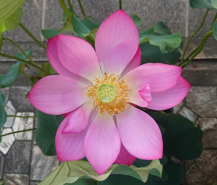 今朝のハス 赤い花の咲く蓮の鉢は一つです 6輪の花が咲きました もうツボミがありません