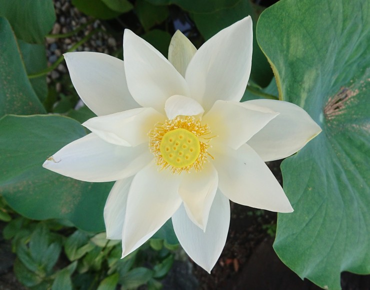 今年最後の白いハスの花 現在白いハスの花の咲く鉢は二つあります 花の咲きそうなツボミのある鉢はなくなりました 楽しませてもらいました