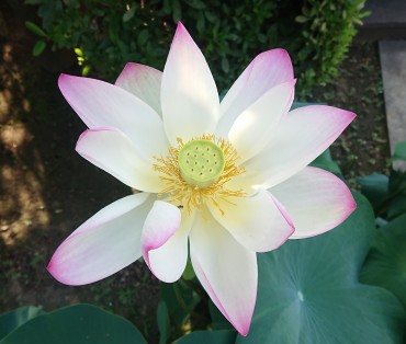 昨日7月22日開花二日目 明日散りだします