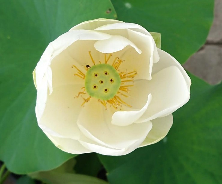 昨日撮影とした花の今日の姿です 明日か明後日散ります