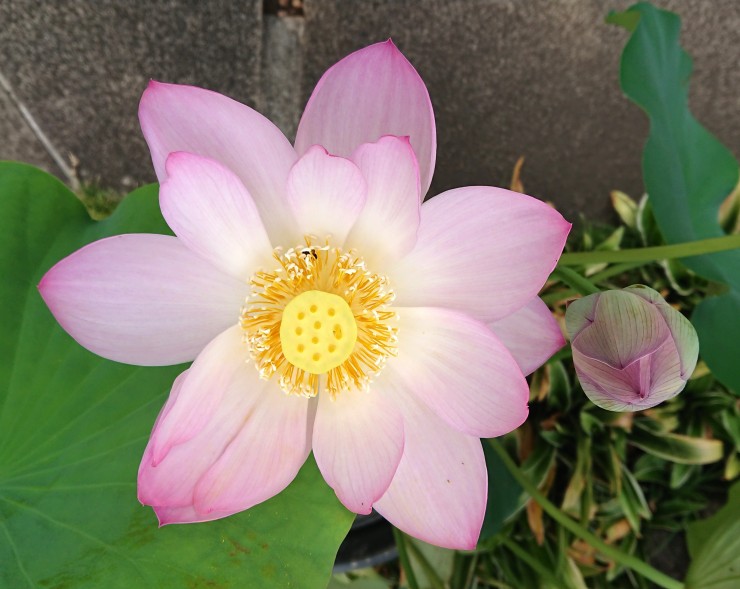 今日開花したハスの花 釈尊の花にふさわしい美しさです