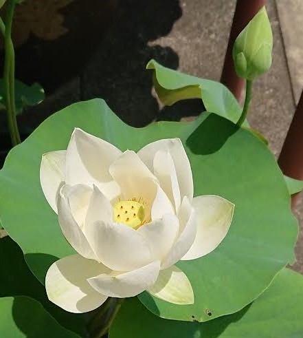 山門脇の白いハスの花 なかなか人気があります 白は珍しいのではと質問がありました