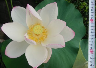 最大のハスの花です