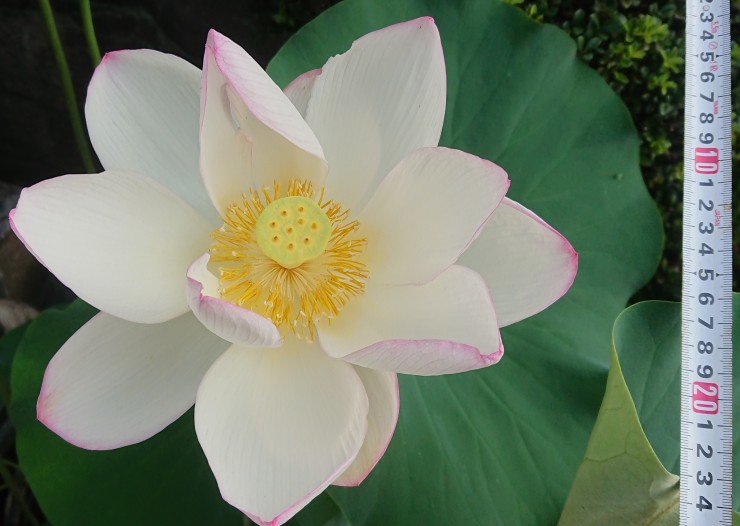 最大のハスの花です