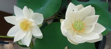 白いハスの花