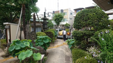毎年の盂蘭盆会前の樹木消毒消毒 蚊の被害が少なくなります マコト造園土木に依頼しています