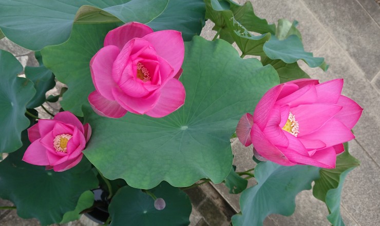 赤い蓮の花が3輪咲いていました