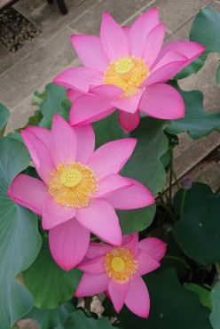 本日のハスの花 昨日アップした赤いハスの花の2日目です