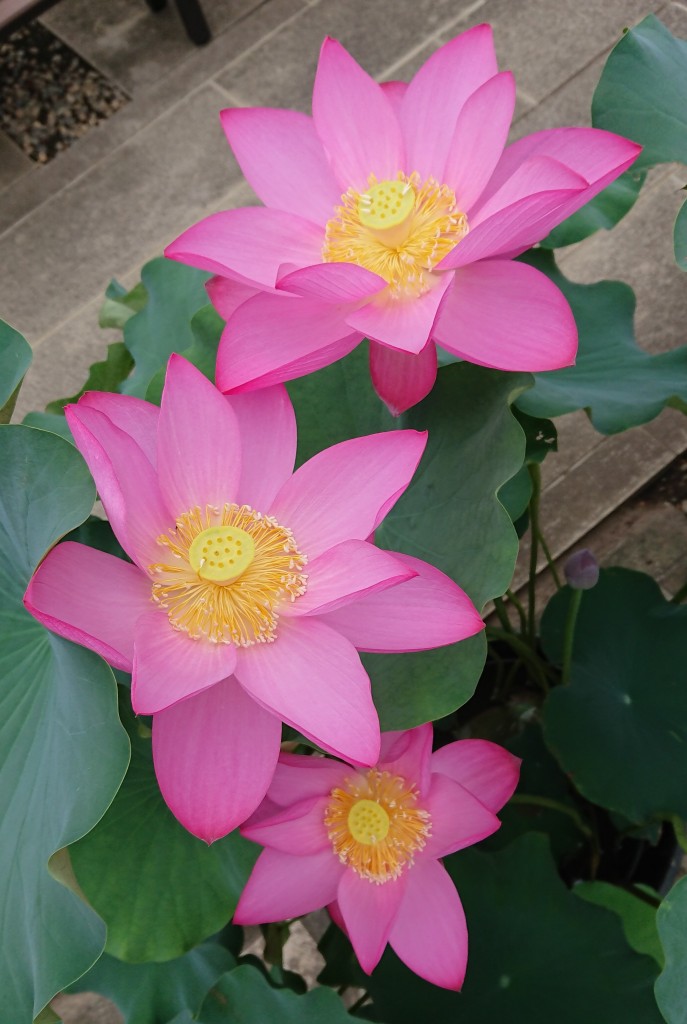 本日のハスの花 昨日アップした赤いハスの花の2日目です