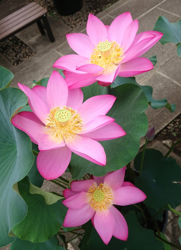 一昨日・昨日にアップした花です 10日に樹木消毒をしました すでに虫が見えます