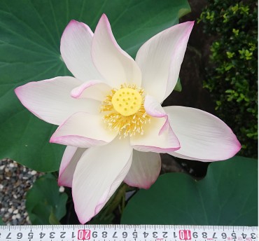 大東亜戦争の慰霊碑前のハスの鉢です 最大の花です この蜂からの花は咲く日は異なりますが開花すると毎回最大です 戦病死者の慰霊碑の前にふさわしいです