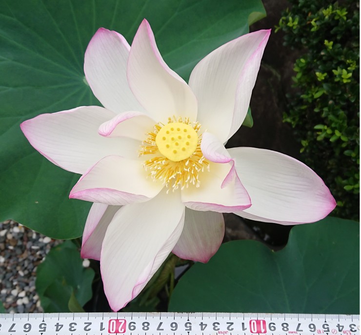 大東亜戦争の慰霊碑前のハスの鉢です 最大の花です この蜂からの花は咲く日は異なりますが開花すると毎回最大です 戦病死者の慰霊碑の前にふさわしいです