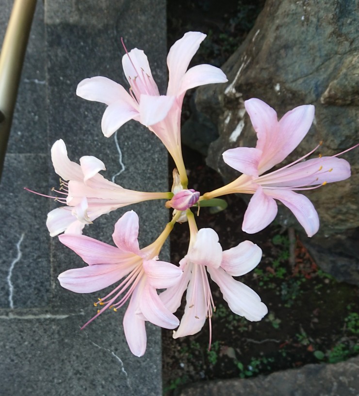 境内のリコリス この球根だけ花を咲かせています リコリスの球根は100ぐらいはあると思いますけれど