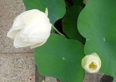 一昨日と昨日アップした門前の白の蓮の花です