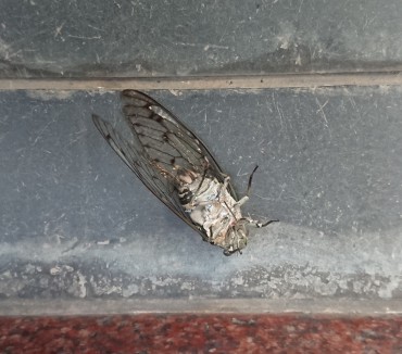 庫裡前でセミがいました 死んではいません