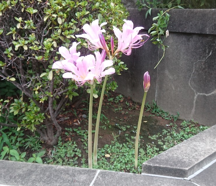 昨日はリコリスが10本ほど咲いていました 暑さに負けないのでしょうか？
