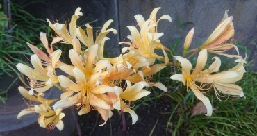 黄色のリコリス そろそろ咲き終わります 今日の記事と対照的に明るいです