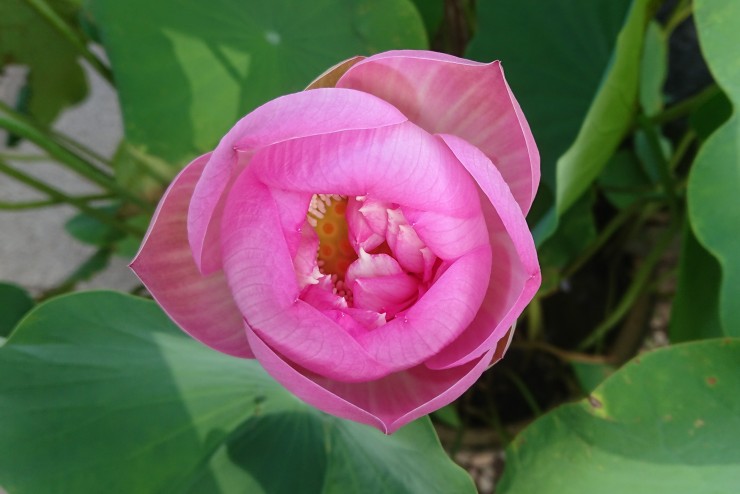 丸いハスの花 各種のハスの鉢は長野県に帰りました 現在は丸い花の咲く鉢だけとなりました 