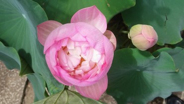 現在の福性寺内にある鉢のハスは丸い花の咲くハスだけです