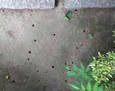 庫裡前の地面 多数のセミの幼虫が出てきた穴が見えます