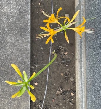 黄色も時々あります