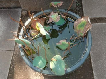 何回も美しい花を咲かせたはハスの鉢です 何度も水の中に肥料を施しています しかし土の中の肥料が切れると大きな葉やツボミはでてきません 