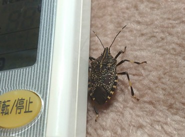 親指の爪よりも大きなカメムシ（ではないですか？）動きが悪くて両手で包むようにして外に出てもらいました