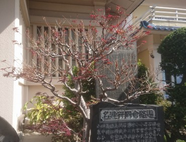 本堂前のモミジ 髙い所の葉は乾燥し落葉しています 低い枝の葉は何とか生きているようです