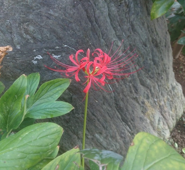 今朝の彼岸花
