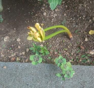 黄色です